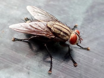 closeup_of_house_fly