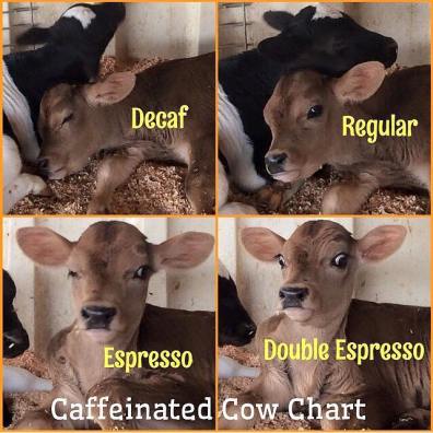 coffee calves