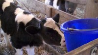 calf drinking milk baby calf