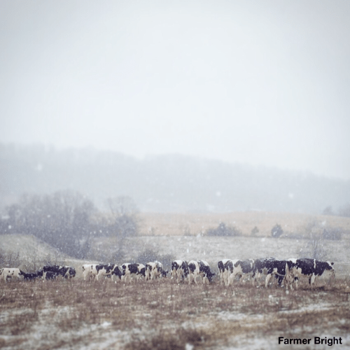 snow cows
