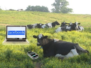 socialmediacow